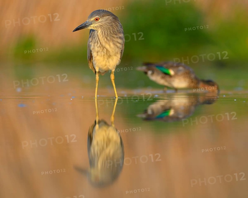 Black-crowned night heron (Nycticorax nycticorax)
