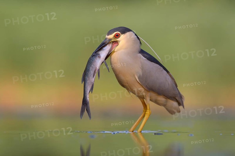 Black-crowned night heron (Nycticorax nycticorax)