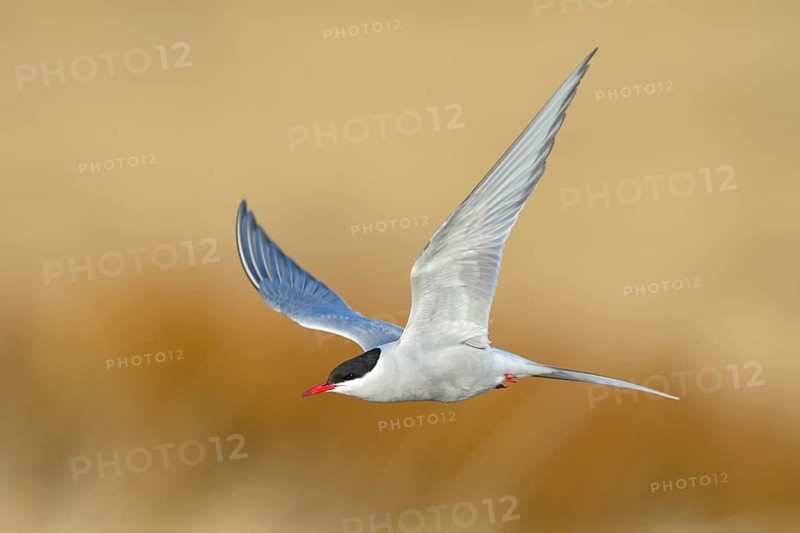 Arctic Arctic Tern (SArctic Terna paradisaea)