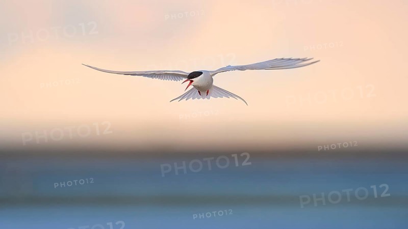 Arctic Arctic Tern (SArctic Terna paradisaea)