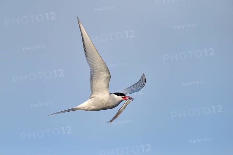 Arctic Arctic Tern (SArctic Terna paradisaea) in flight with fish in its beak
