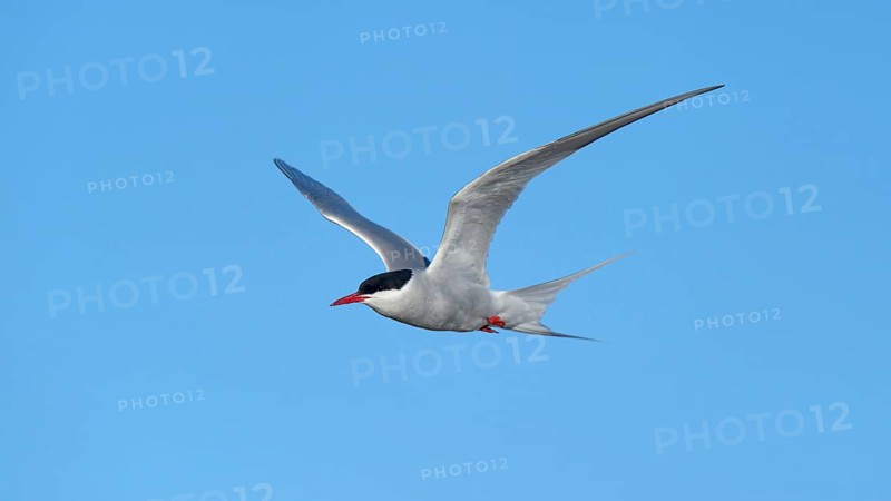 Arctic Arctic Tern (SArctic Terna paradisaea) in flight