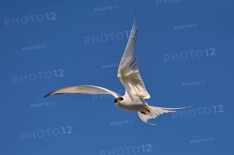 Arctic Arctic Tern (SArctic Terna paradisaea) in flight