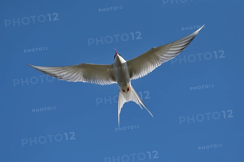 Arctic Arctic Tern (SArctic Terna paradisaea) in flight
