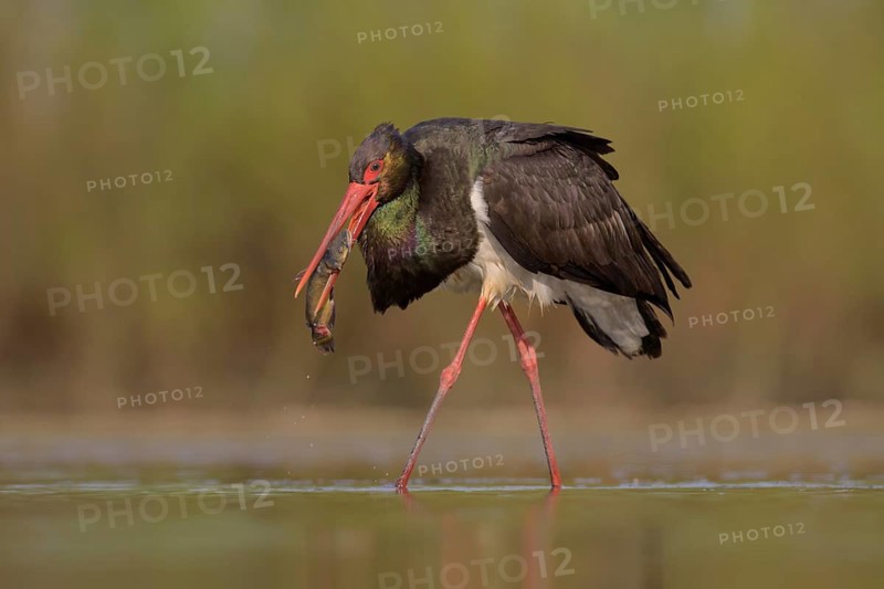 Black stork (Ciconia nigra)