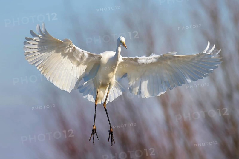 Great Egret (Casmerodius albus) landing