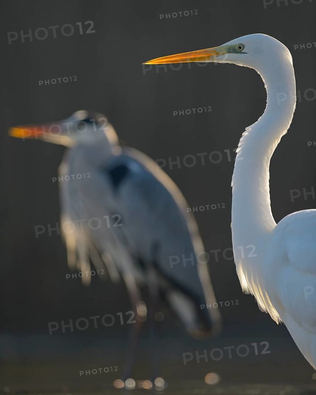 Great Egret (Casmerodius albus)