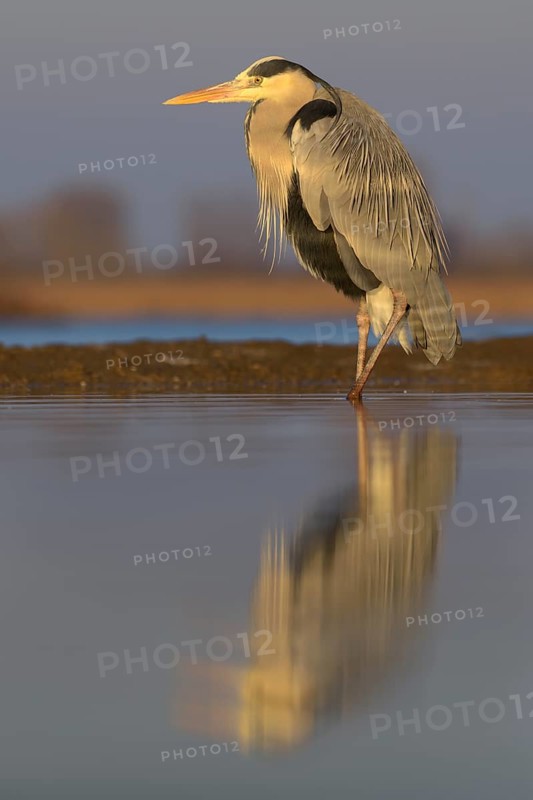 Grey Heron (Ardea cinerea)