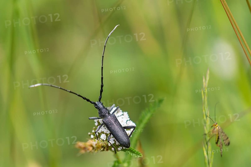 Capricorn Beetle (Cerambyx scopolii)