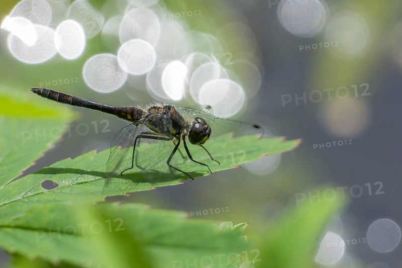 Black Darter (Sympetrum danae)
