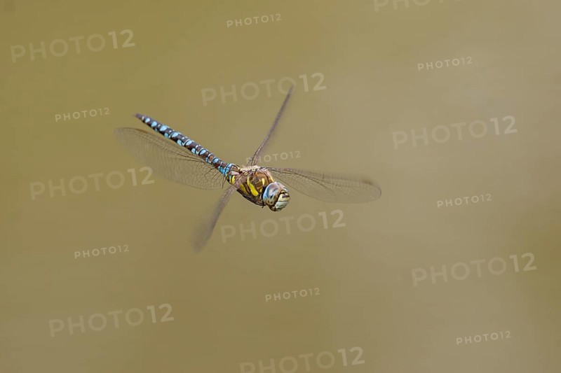 Migrant hawker (Aeshna mixta)