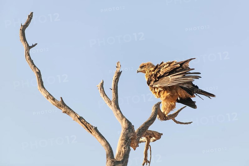 Tawny eagle (Aquila rapax) sitting on dead tree