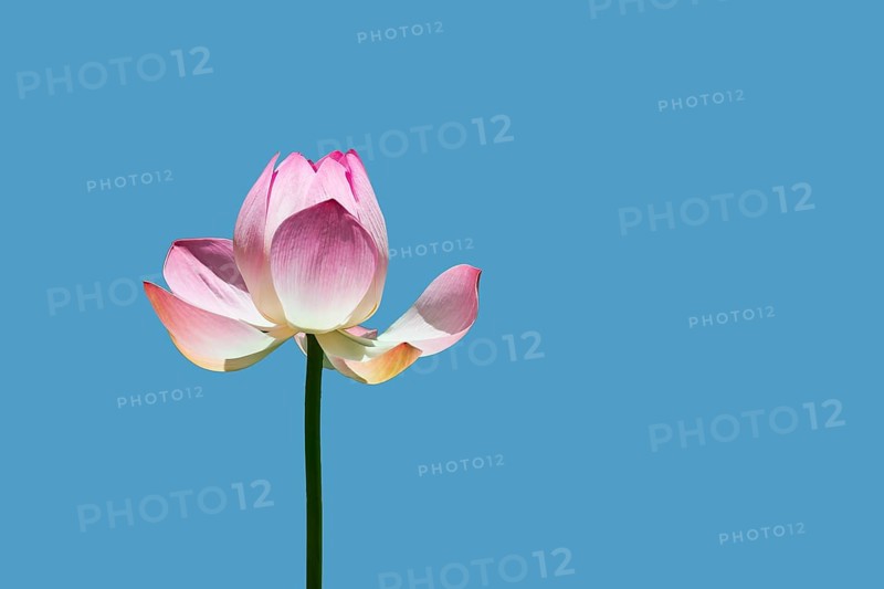 Lotus flower (Nelumbo sp.) against blue