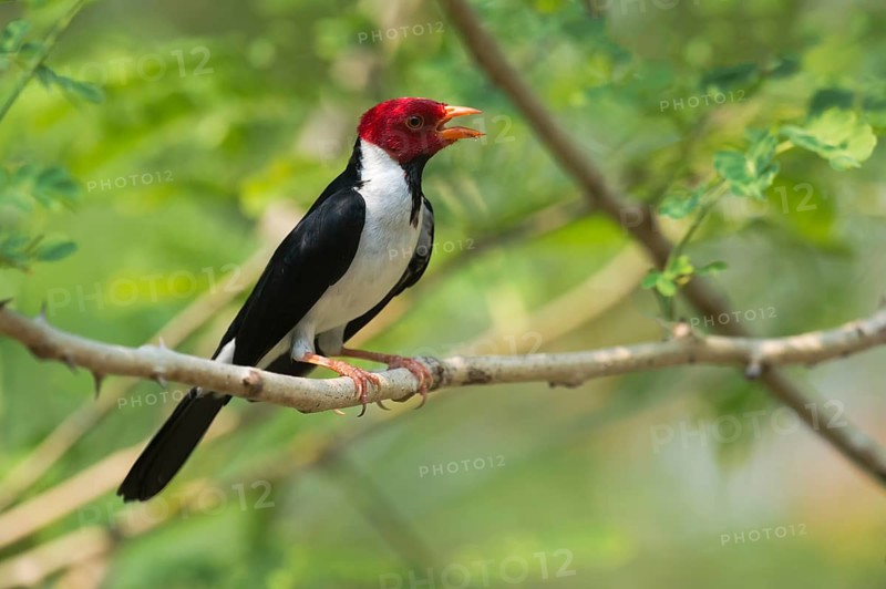 Yellow-billed Cardinal (Paroaria capitata)