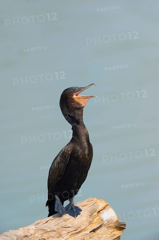 Neotropical Cormorant (Phalacrocorax brasilianus)