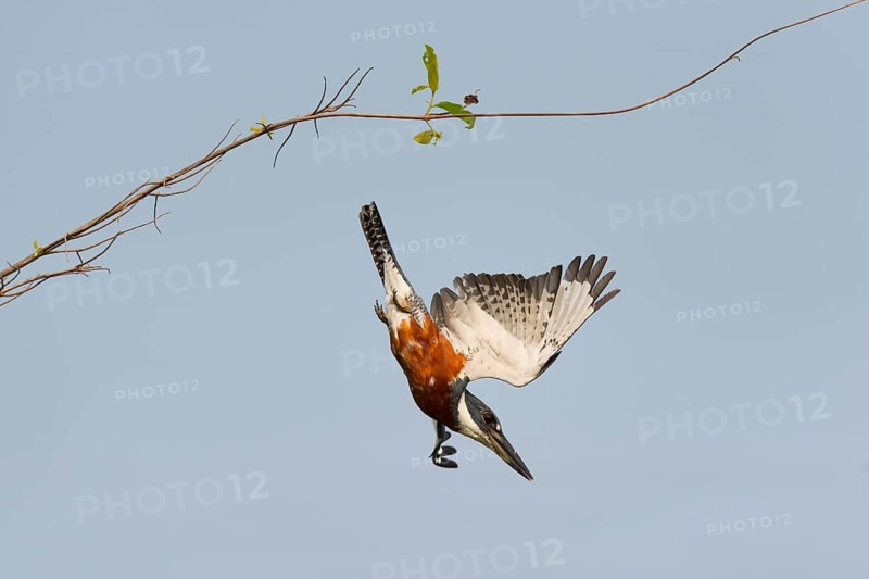 Ringed Kingfisher (Megaceryle torquata)