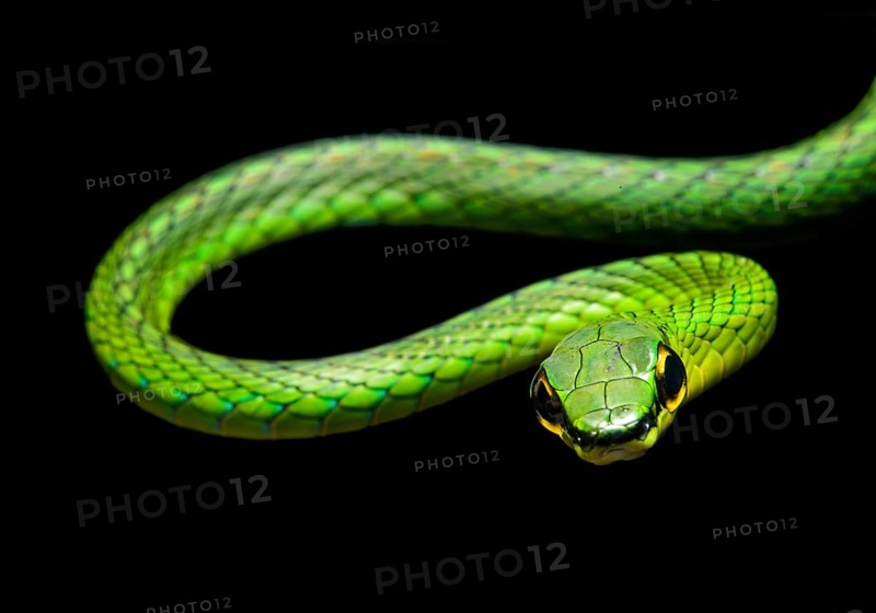 Cope's vine snake (Oxybelis brevirostris)