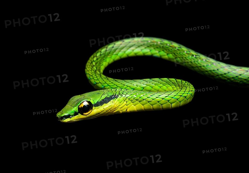 Cope's vine snake (Oxybelis brevirostris)