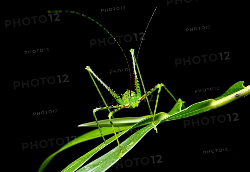 Katydid or bush cricket (Championica sp.) on leaf