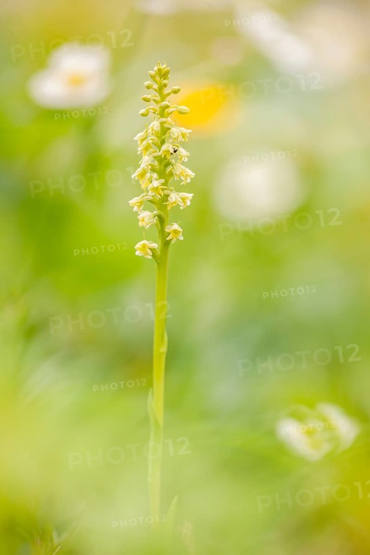 White mountain orchid (Pseudorchis albida) in an Alpine meadow