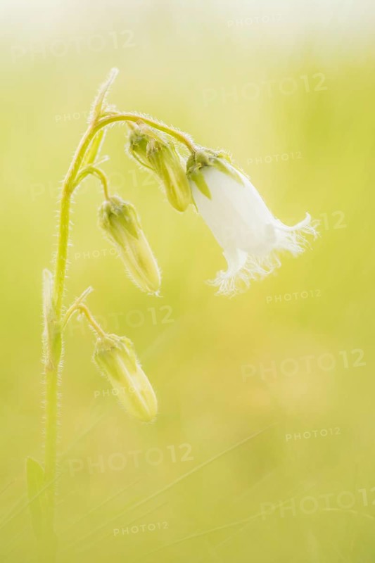 Bearded Bellflower (Campanula barbata) in an Alpine meadow