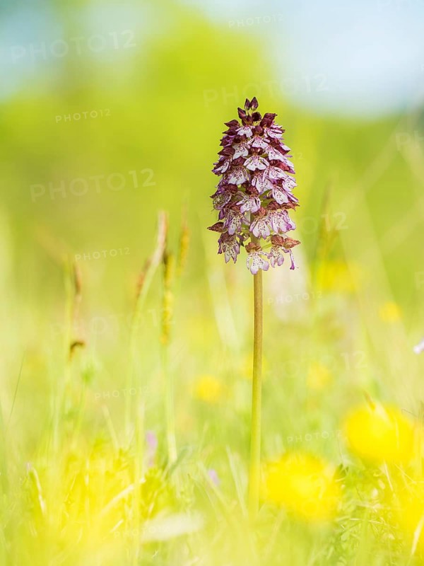 Lady orchid (Orchis purpurea) amongst dry grass