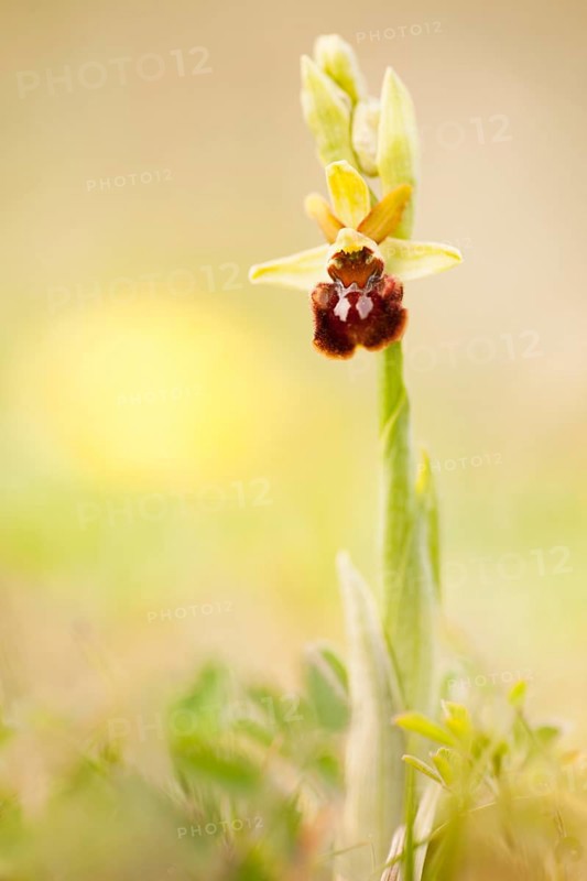 Early Spider-orchid (Ophrys sphegodes) amongst dry grass