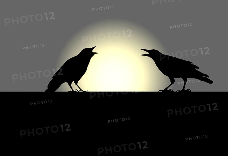 Two ravens