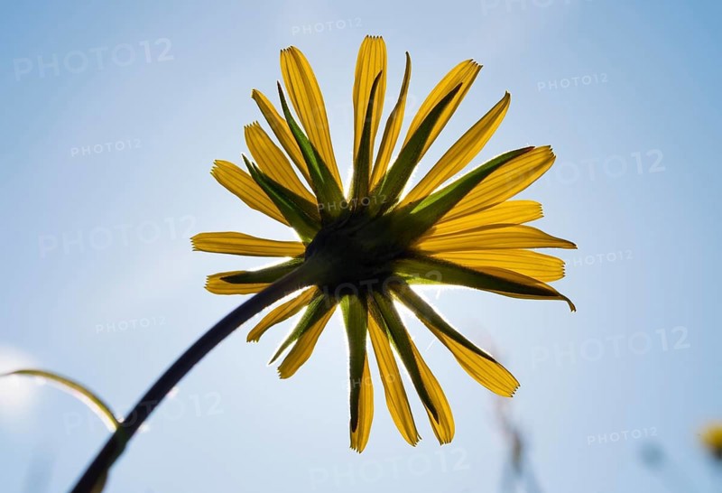 Meadow Salsify (Tragopogon pratensis) flower