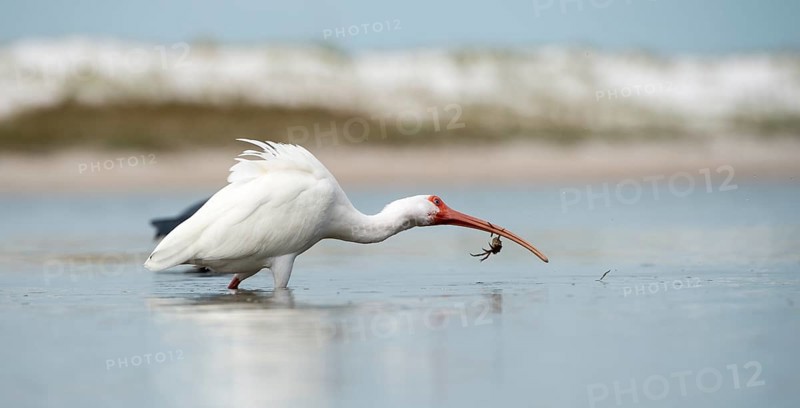 White Ibis (Eudocimus albus)