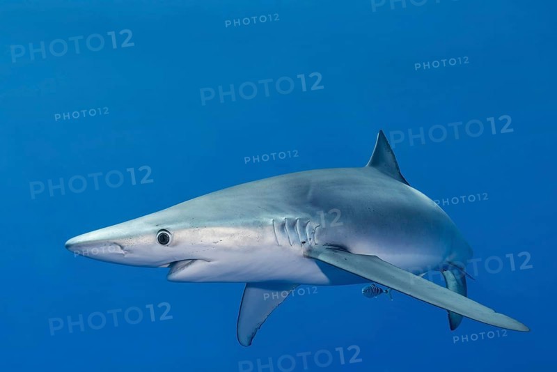 Blue shark (Prionace glauca) and small cleaner fish
