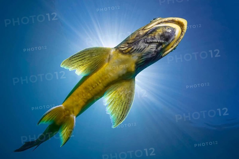 Char (Salvelinus)