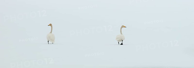 Whooper Swans (Cygnus cygnus) in the snow