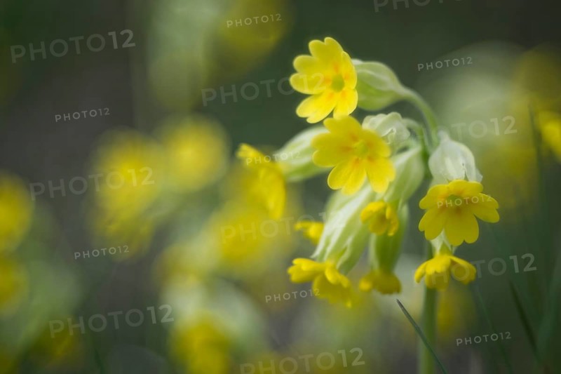 Cowslip (Primula veris)