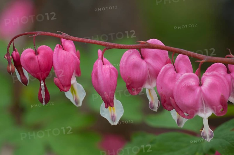 Bleeding Heart (Lamprocapnos spectabilis)