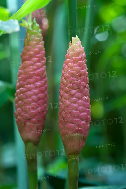 Betel (Piper betle) inflorescence