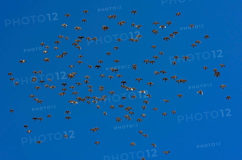 Flock of birds