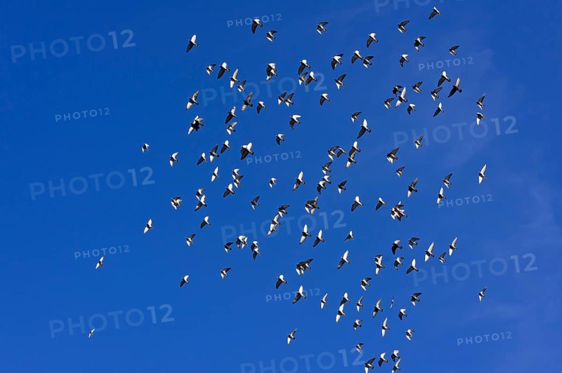 Flock of birds