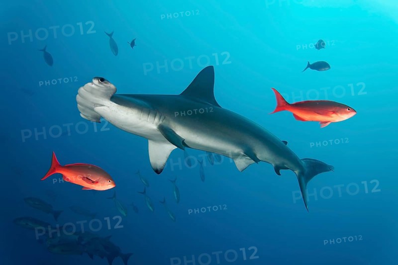 Scalloped hammerhead