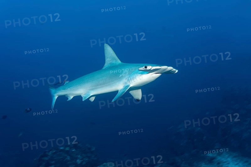 Scalloped hammerhead