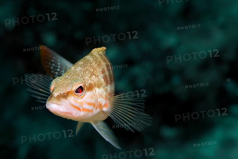 Comber (Serranus cabrilla)