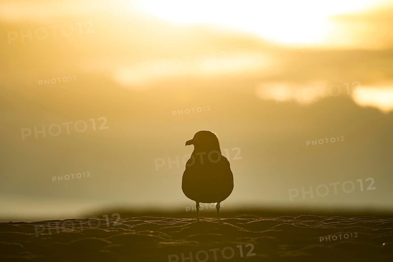 Silhouette of a Great skua (Stercorarius skua) on the beach
