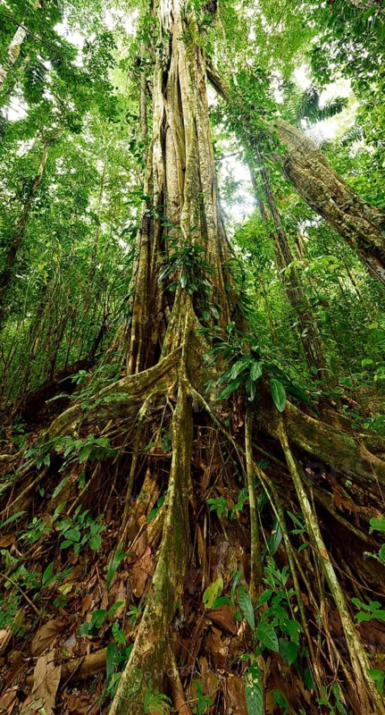 Strangler fig (Ficus genus)