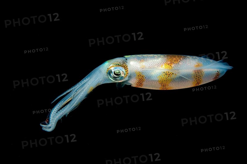 Bigfin reef squid (Sepioteuthis lessoniana)