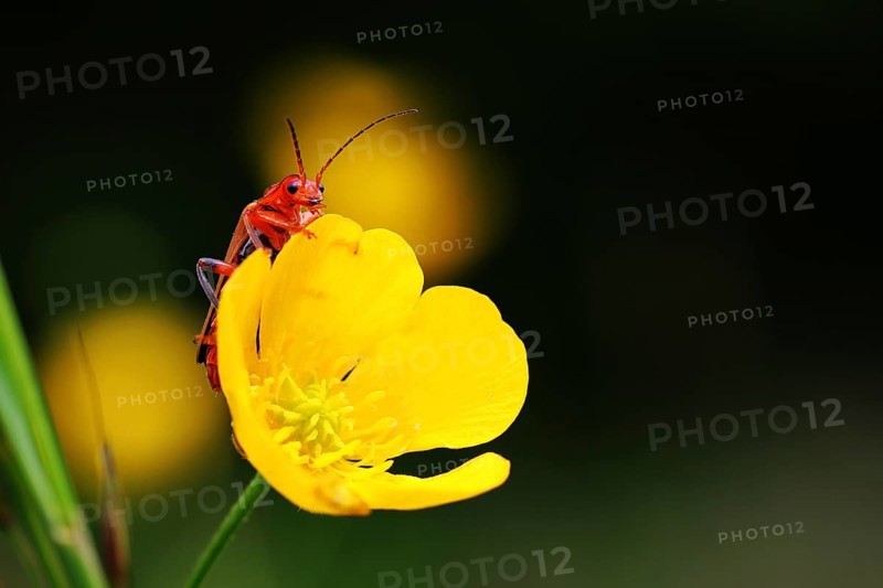Solider beetle or leatherwing (Cantharidae) sitting on buttercup (Ranunculus)