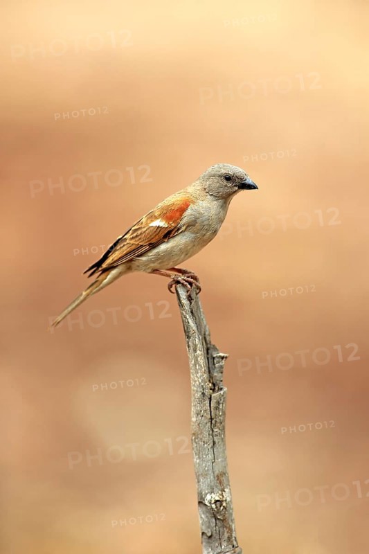 Northern Grey-headed Sparrow (Passer griseus)