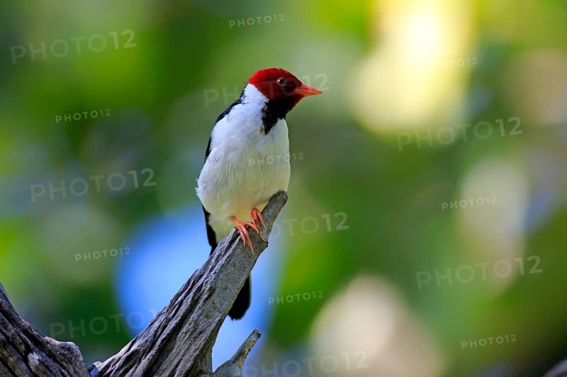 Yellow-billed cardinal (Paroaria capitata)