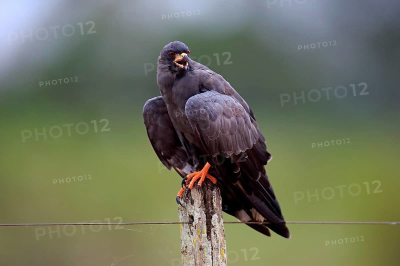 Snail kite (Rostrhamus sociabilis)