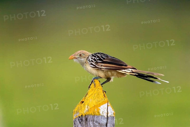 Guira cuckoo (Guira Guira)
