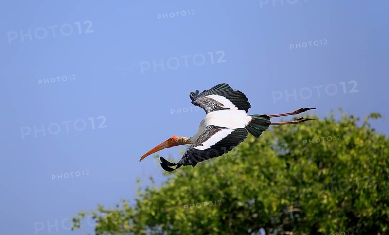 Painted stork (Mycteria leucocephala)